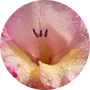 Gladiolus, the Birth Flower of August