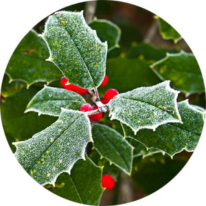 Holly, the Birth Flower for December