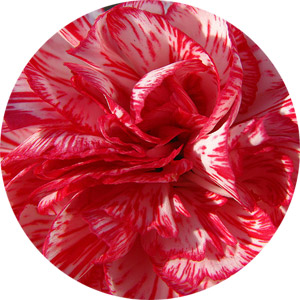 Carnation, the Birth Flower of January