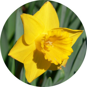 Narcissus, the Birth Flower of March
