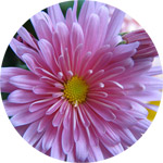 Chrysanthemum Thumb -- The Birth Flower of November
