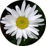 Daisy Thumb -- The Birth Flower of April