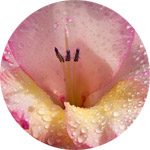 Gladiolus Thumb -- The Birth Flower of August