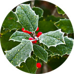 Holly Thumb -- the Birth Flower of December