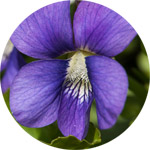 Violet Thumb -- The Birth Flower of February