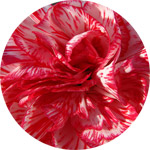 Carnation Thumb -- The Birth Flower of January