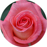 Rose Thumb -- The Birth Flower of June