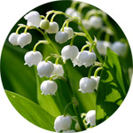 Lily of the Valley Thumb -- The Birth Flower of May