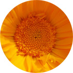 Calendula Thumb -- The Birth Flower of October